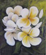 Frangipani