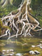 Root Reflection, 2006 